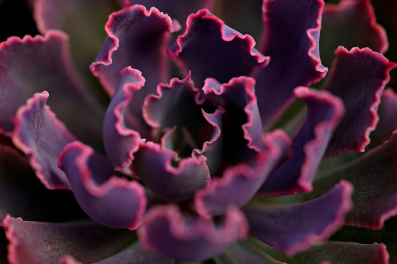 Succulent Plants